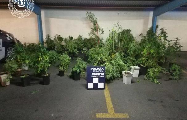 Hallan una plantación con 77 plantas de marihuana en un garaje de Tetuán