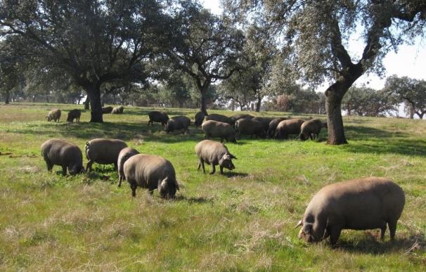 Investigadores de todo el mundo darán a conocer en Badajoz los últimos avances sobre la producción de cerdos grasos