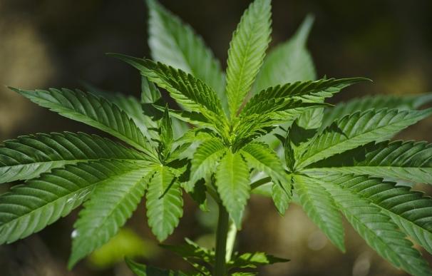 Una comisión del Congreso aprueba un proyecto de ley para permitir el uso medicinal del aceite de cannabis