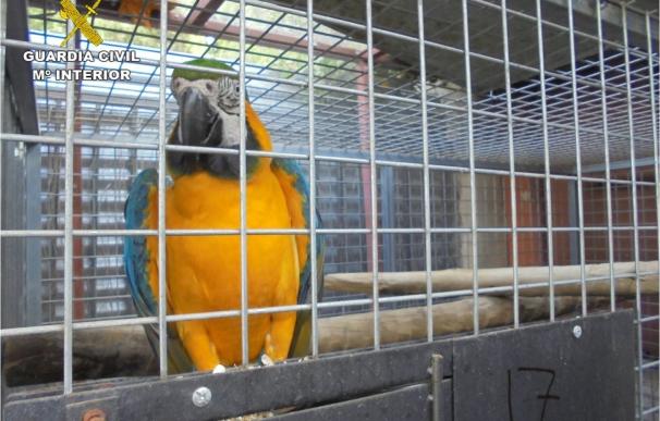 Desmantelados nueve criaderos ilegales de aves exóticas en Elche con 153 ejemplares