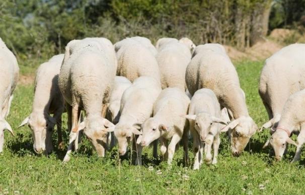 Junta publica la excepcionalidad de pastoreo en superficie de barbecho de interés ecológico para el pago verde en 2017