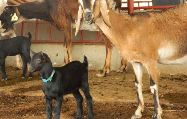 El romero en la dieta de la cabra murciano-granadina podría potenciar los antioxidantes en la leche y el queso