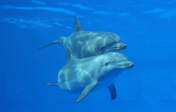 Barcelona acogerá esta semana un seminario internacional sobre delfines en cautividad