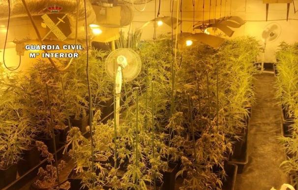 Desmantelada una plantación de marihuana en una cuadra de Ambrosero con más de 500 plantas