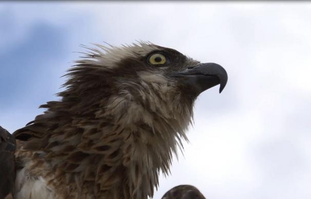 El Govern otorga una subvención de 24.500 euros a Endesa para proteger a las aves de los tendidos eléctricos