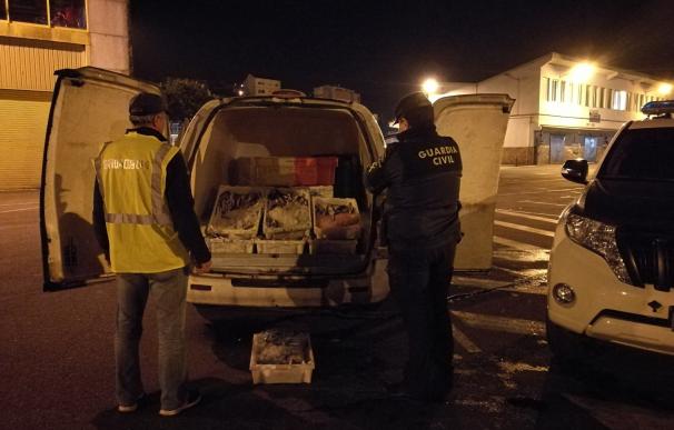 Requisan más de 120 kilos de pescado ilegal en tres vehículos interceptados en controles en el sur de Pontevedra