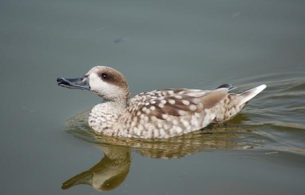 Avistan un pato en peligro crítico de extinción, en las islas flotantes en la depuradora de Cabezo de Beaza (Cartagena)