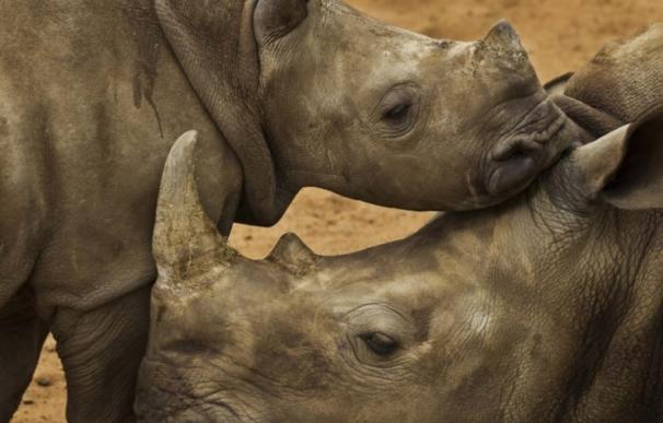 Más de 1.200 rinocerontes mueren cada año a manos de cazadores furtivos y piden que se aplique el CITES, según WWF
