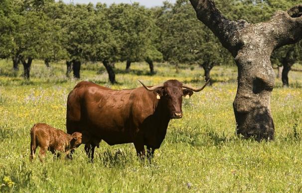 La Unión Europea da vía libre al incremento de las producciones para la 'Ternera de Extremadura'
