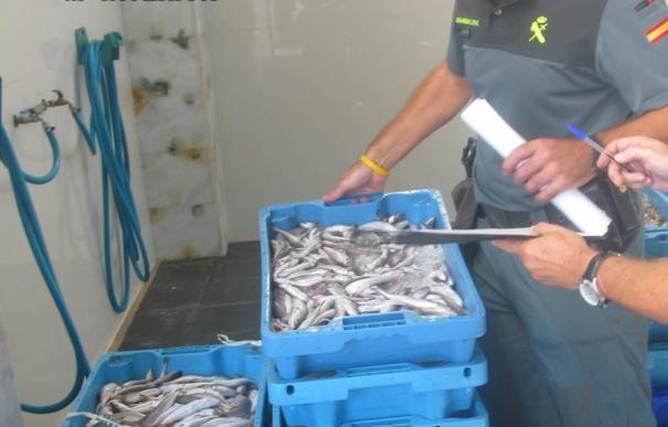 Incautan más de 130 kilos de pescado inmaduro o sin documentación en Callosa de Segura