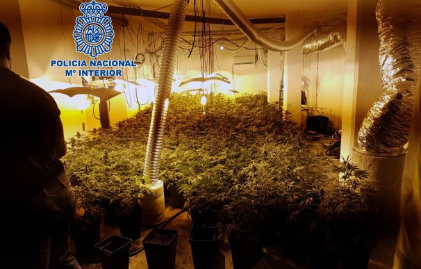 Detenido un hombre por cultivar 375 plantas de marihuana en un garaje de una casa de les Alqueries