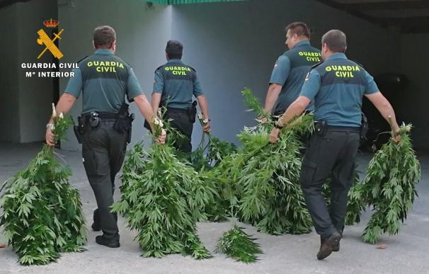 44 kilos de marihuana intervenidos y tres detenidos en tres operaciones en la región
