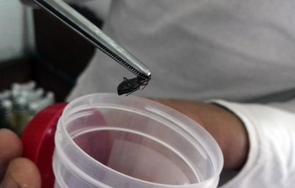 Detectan patrones patológicos comunes en las variantes genéticas de la enfermedad de Chagas