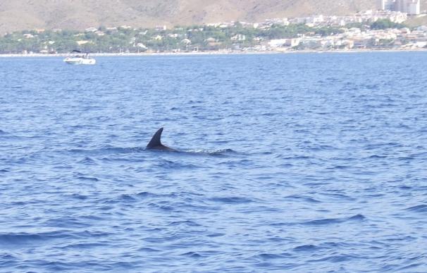 La sobrepesca, el tráfico marítimo, el ruido submarino y la contaminación amenaza a 16 especies de cetáceos