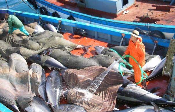 Salud asegura que Andalucía "ha reforzado el plan de inspección y control" en las distribuidoras de atún