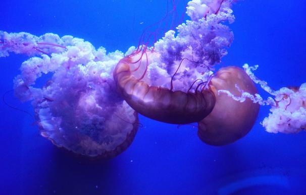 Nacen más de 10.000 medusas en menos de un año en el Oceanogràfic