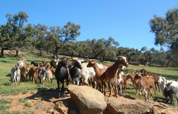 UPA-UCE Extremadura exige "medidas urgentes" para paliar los efectos de la sequía en el sector agrario