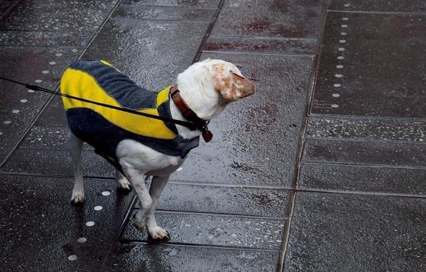 Ayuntamiento controlará con pruebas de ADN obligatorias los excrementos caninos en las calles