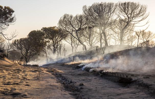 Podemos e IU llevan a Pleno de Parlamento la tala "indiscriminada" en zonas afectadas por el incendio de Doñana