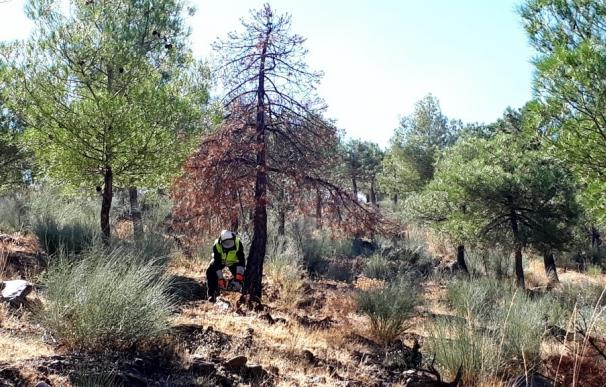 Comienza la restauración forestal por decaimiento del pinar en el Parque Natural Sierra de Baza