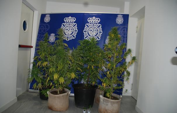 Detenida una persona que mantenía siete plantas de marihuana en la terraza de una vivienda de Segovia
