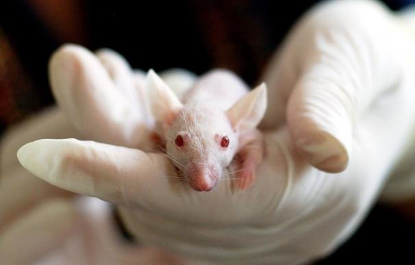 Impulsar un combustible lipídico hace que los ratones sean menos sensibles al frío