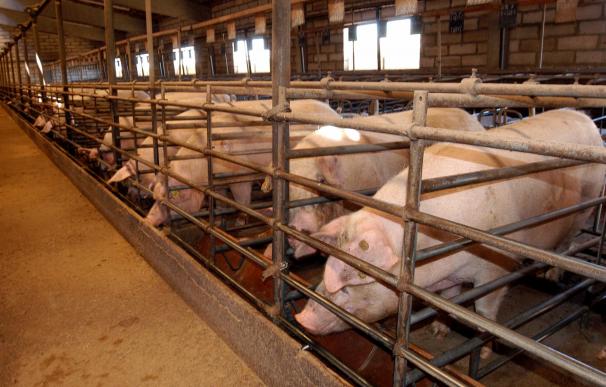 DOCM publica resoluciones con el archivo de los expediente para instalar dos macrogranjas de porcino en Talavera