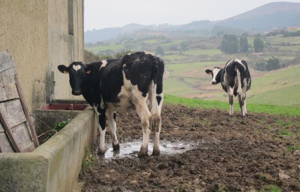 El precio medio de la leche en Asturias en julio se situó en 0,329 euros litro, por encima de la media estatal