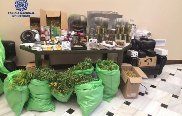 Detenidas tres personas con 100 plantas de marihuana en una vivienda de Morón de la Frontera