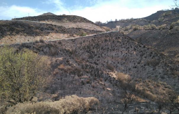 SAGULPA colabora con Fundación Foresta en la restauración de los ecosistemas forestales de Gran Canaria tras el incendio