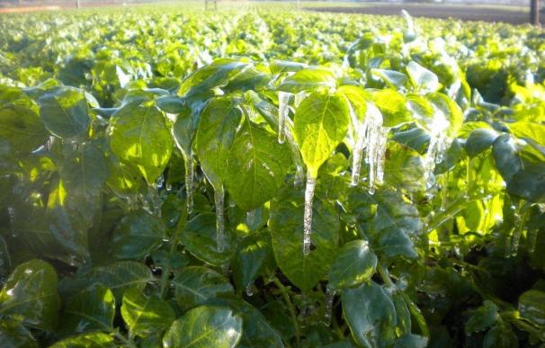El sector agrario analiza este miércoles con el Ministerio de Agricultura medidas para paliar los daños por heladas