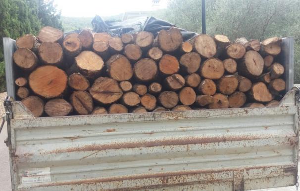 Los agentes de medio ambiente decomisan 15 toneladas de encinas de una tala no autorizada en Bunyola (Mallorca)