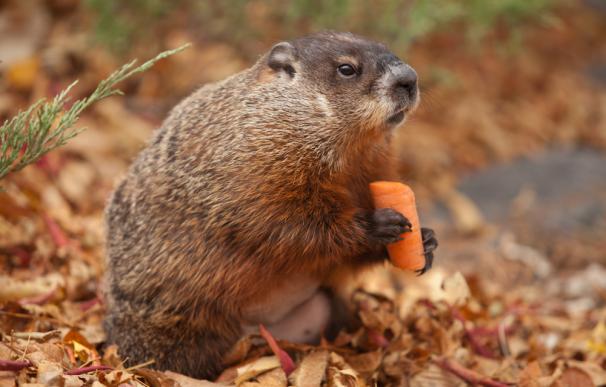 La marmota Winnipeg Willow era una gran amante de la zanahoria (Foto : Antosia Fiedur- Prairie Wildlife Rehabilitation Centre)