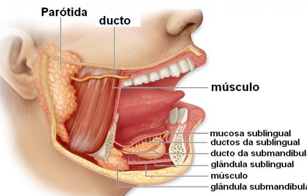 La glándula parótida es una glándula salival muy voluminosa.
