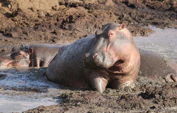 Han muerto 109 hipopótamos
