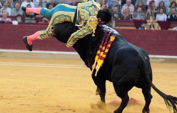El diestro Cayetano Rivera es cogido en la faena a su primer toro, de Parladé, durante la corrida de la Feria del Pilar de Zaragoza (EFE/Javier Cebollada)