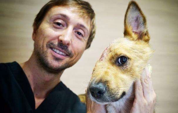 El perro Sky, que fue brutalmente apaleado, vuelve con su familia de adopción tras superar complejas operaciones