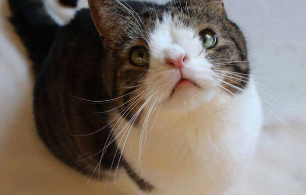 Monty, el gato que padece sindrome de Down y que enamora a los internautas (Facebook)