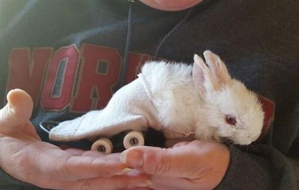La historia detrás del tierno viral de Facebook sobre este conejo paralítico (Desconecta)