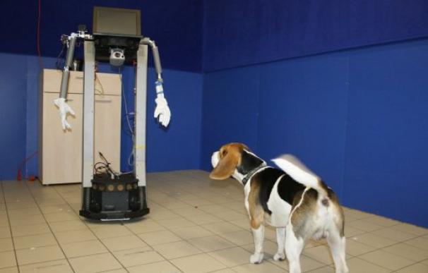 Un perro interacciona con un robot en el experimento