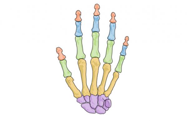 Los huesos de la mano distinguidos por colores. Solo los extremos, en color rojo, conservan la capacidad de volver a crecer.