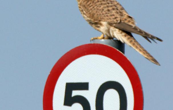 Los pájaros respetan los límites de velocidad