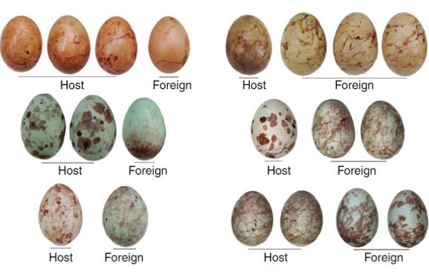 Comparativa de puestas originales y huevos parásitos