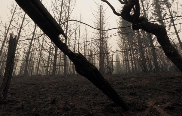 Imagen de un bosque incendiado en Galicia