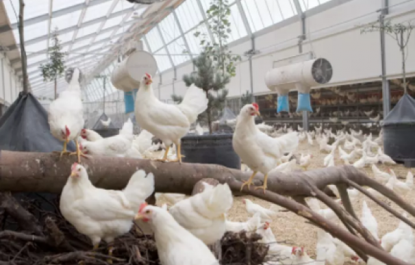 Una granja holandesa vende los huevos más sostenibles del mundo