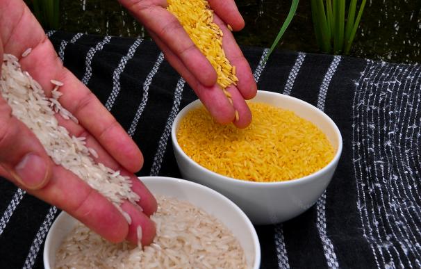 Fotografía de una taza de arroz blanco y otra de arroz dorado.