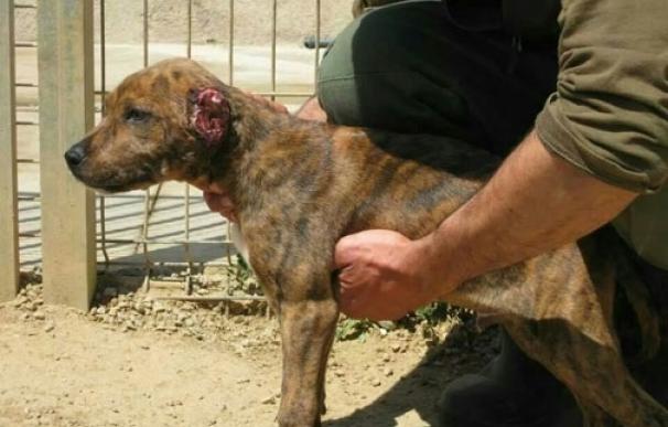 Detenido en Mataró por mutilar las orejas a un cachorro de perro