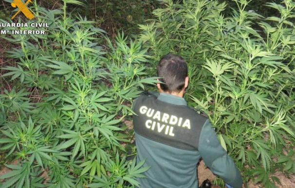 Operación contra el cultivo de cannabis.