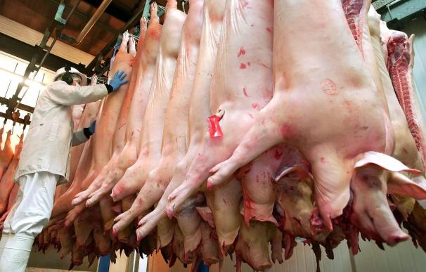 Los restaurantes de Ikea en Bélgica sólo servirán carne de cerdos "felices"