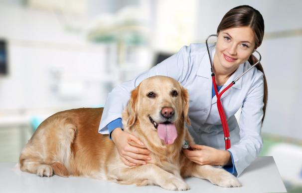 Seguros veterinarios quiere acabar con la eutanasia de los perros